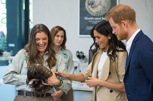 Prince Harry & Meghan Markle meet an echidna during a visit to Taronga Zoo Prince Harry & Meghan Markle,Prince Harry,Meghan Markle,Prince Harry and Meghan Markle Australia Tour,Prince Harry and Meghan Markle Australia Tour pics,Prince Harry and Meghan Markle Australia Tour images,Prince Harry and Meghan Markle Australia Tour
