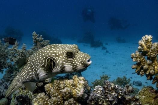 25. Pufferfish
