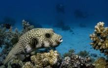 25. Pufferfish