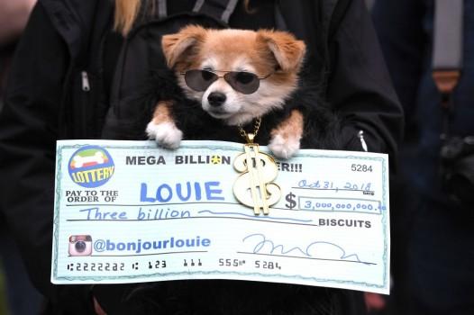 2018 Halloween Dog Parade