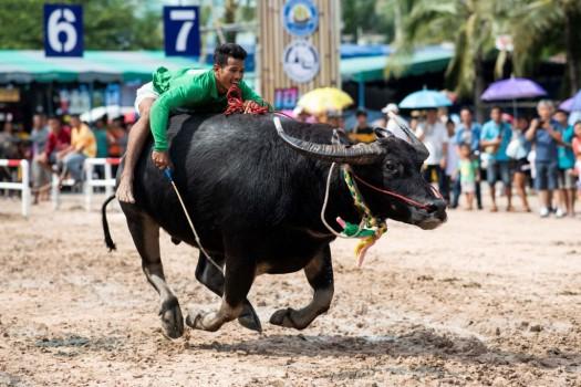 Annual Buffalo Racing in Chon Buri