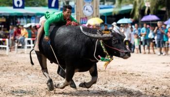 Chon Buri,Thailand,Buffalo Racing Sport,Buffalo Racing,Annual Buffalo Racing In Thailand,Thai Culture,Culture,thailand tourism