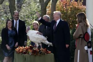 US,US President Donald Trump,Donald Trump,Donald Trump Turkey,Thanksgiving Day,thanksgiving,thanksgiving turkey,turkey pardon