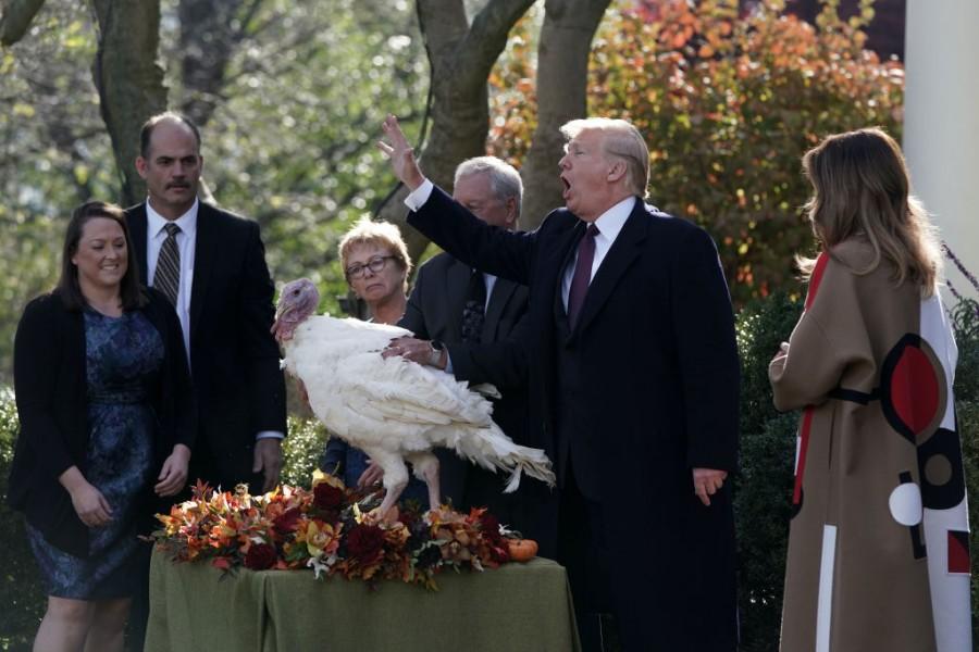 Turkey Pardoning By President Trump US,US President Donald Trump,Donald Trump,Donald Trump Turkey,Thanksgiving Day,thanksgiving,thanksgiving turkey,turkey pardon