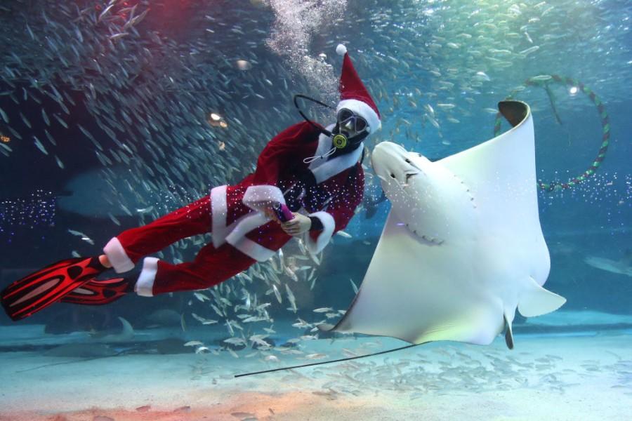 Santa Claus And The Fishes Seoul,South Korea,Christmas 2018,Swimming Santa,Santa Claus,Swimming With Fishes,aquarium,Christmas In Asia
