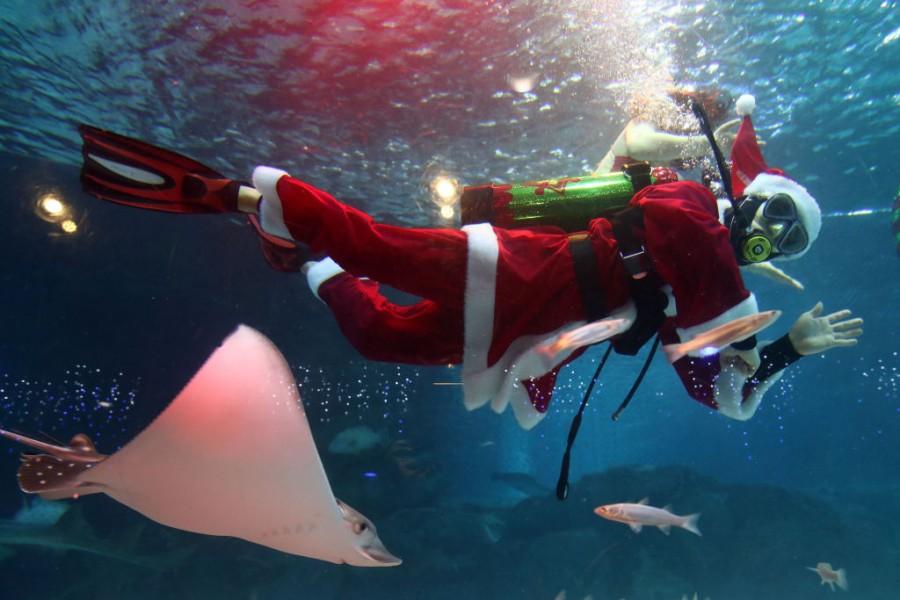 Santa Claus And The Fishes Seoul,South Korea,Christmas 2018,Swimming Santa,Santa Claus,Swimming With Fishes,aquarium,Christmas In Asia