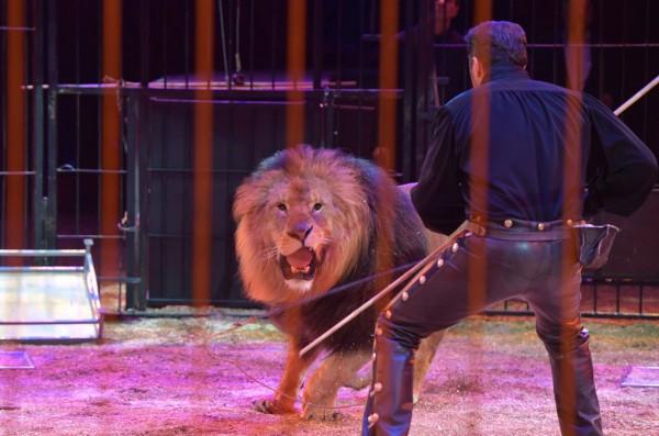 Circus Krone: The masters who can control the king of the jungle ...