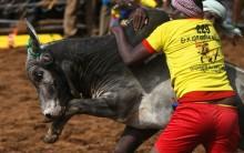 Jallikattu 2019
