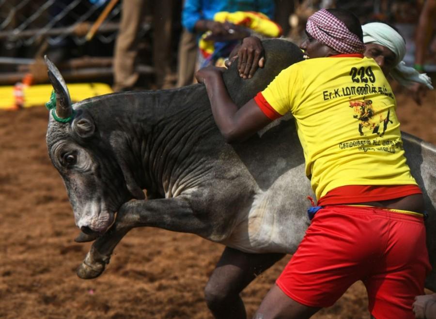 Jallikattu,Jallikattu Controversy,Jallikattu Pongal,Jallikattu Tamil Nadu,Jallikattu in TN,What is Jallikattu,bull taming in TN,Pongal 2019,Tamil Nadu Jallikattu