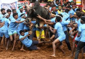 Jallikattu,Jallikattu Controversy,Jallikattu Pongal,Jallikattu Tamil Nadu,Jallikattu in TN,What is Jallikattu,bull taming in TN,Pongal 2019,Tamil Nadu Jallikattu