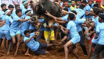 Jallikattu,Jallikattu Controversy,Jallikattu Pongal,Jallikattu Tamil Nadu,Jallikattu in TN,What is Jallikattu,bull taming in TN,Pongal 2019,Tamil Nadu Jallikattu