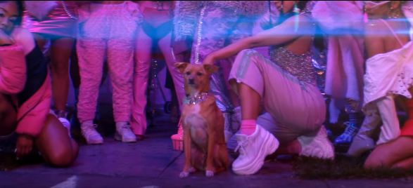 Ariana's dog was not scripted