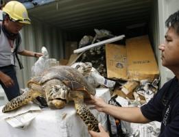 Animal Smugglers,animal smuggling,animal smuggling tv show,wildlife smuggling,animal smuggling statistics,animal smuggling stories,illegal animal smuggling