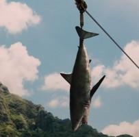 Jurassic World,hollywood movie Jurassic World,Jurassic World Movie Stills,Jurassic World Movie pics,Jurassic World Movie images,Chris Pratt,Bryce Dallas Howard,Vincent D'Onofrio,Jurassic World pics,Jurassic World images,Jurassic World photos,Jurassic Worl