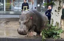 A man directs a hippopotamus after it was shot with a tranquilizer dart at a flooded street in Tbilisi