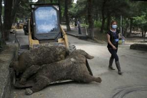 Zoo Animals on the Loose,Tbilisi after Flooding,Tbilisi Flooding,Heavy rains in Tbilisi,Georgia,Georgia Flooding,Zoo animals