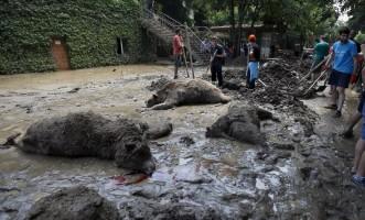 Zoo Animals on the Loose,Tbilisi after Flooding,Tbilisi Flooding,Heavy rains in Tbilisi,Georgia,Georgia Flooding,Zoo animals