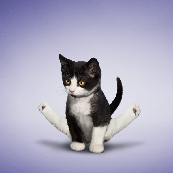 Funny Animal Yoga Poses,Yoga,Yoga 2015,International Yoga Day 2015,dog yoga poses,animal yoga poses,cat yoga poses,Yoga Day 2015