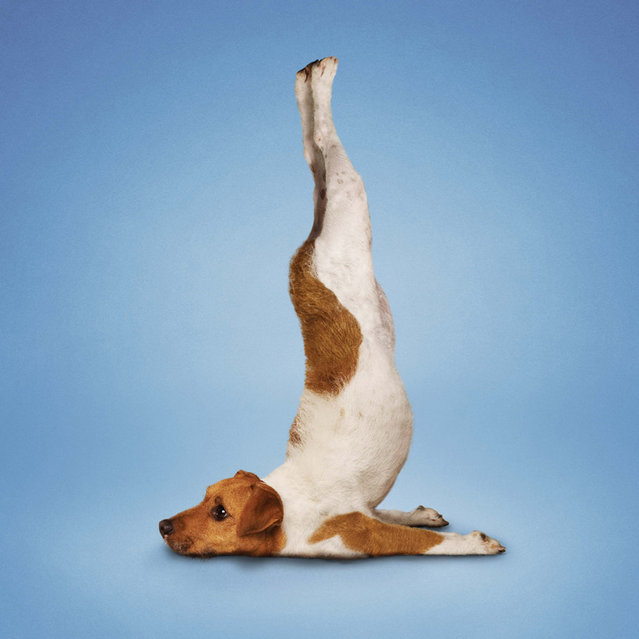 Dog Yoga Poster, Funny Poster, UNFRAMED Poster Gifts For Women Yoga Poses  Poster | eBay