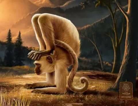 Funny Animal Yoga Poses,Yoga,Yoga 2015,International Yoga Day 2015,dog yoga poses,animal yoga poses,cat yoga poses,Yoga Day 2015