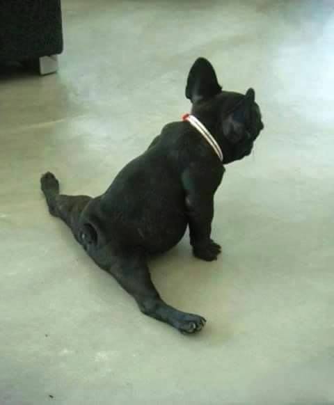 Funny Animal Yoga Poses,Yoga,Yoga 2015,International Yoga Day 2015,dog yoga poses,animal yoga poses,cat yoga poses,Yoga Day 2015
