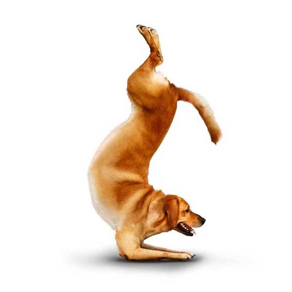 Funny Animal Yoga Poses,Yoga,Yoga 2015,International Yoga Day 2015,dog yoga poses,animal yoga poses,cat yoga poses,Yoga Day 2015