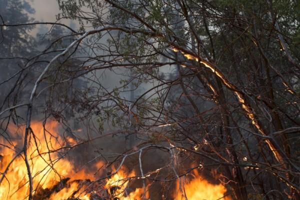 Lake Fire burns San Bernardino National Forest - Photos,Images,Gallery ...