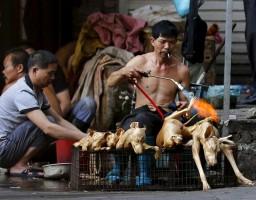 China’s Dog Meat Festival,Dog Meat Festival,China Yulin dog,China's Yulin Dog Meat Festival,dog meat festival,dog meat,Yulin Dog Meat Festival,chinese dog eating,dogs killed for meat,dog meat festival pictures,chinese dog meat market,chinese dog meat farm