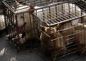 China’s Dog Meat Festival,Dog Meat Festival,China Yulin dog,China's Yulin Dog Meat Festival,dog meat festival,dog meat,Yulin Dog Meat Festival,chinese dog eating,dogs killed for meat,dog meat festival pictures,chinese dog meat market,chinese dog meat farm