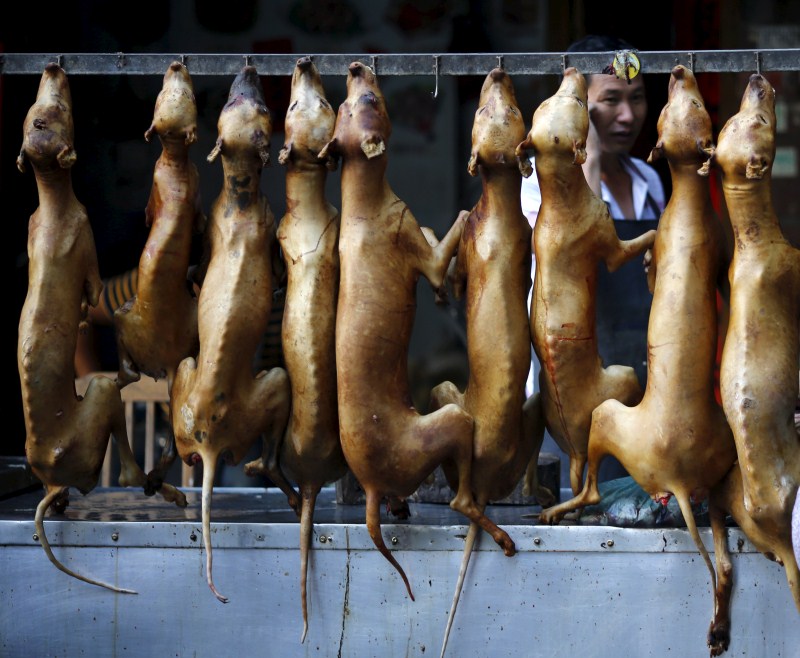 China's Yulin Dog Meat Festival Photos,Images,Gallery 18798