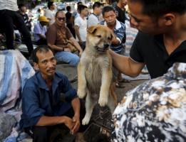 China’s Dog Meat Festival,Dog Meat Festival,China Yulin dog,China's Yulin Dog Meat Festival,dog meat festival,dog meat,Yulin Dog Meat Festival,chinese dog eating,dogs killed for meat,dog meat festival pictures,chinese dog meat market,chinese dog meat farm