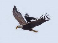 Crow Rides on the Back of a Bald Eagle