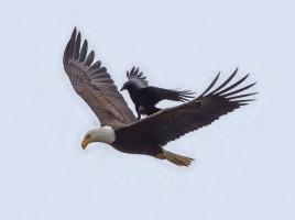 Crow Rides Eagle,Crow and Eagle,rare photos,Amazing photos,amazing photography