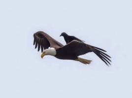 Crow Rides Eagle,Crow and Eagle,rare photos,Amazing photos,amazing photography