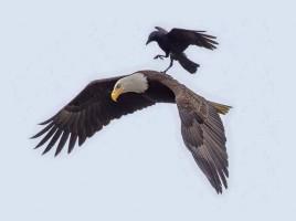 Crow Rides Eagle,Crow and Eagle,rare photos,Amazing photos,amazing photography