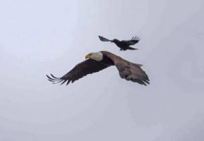 Crow Rides Eagle,Crow and Eagle,rare photos,Amazing photos,amazing photography
