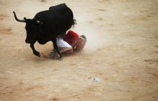 Bull run of Pamplona's San Fermin Festival,bull run,Pamplona's San Fermin Festival,San Fermin Festival,San Fermin Festival 2015,Running of the Bulls,wild cow