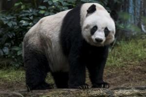 Jia Jia,Oldest Giant Panda,Guinness World Record,world record,panda,big panda,human centenarian,Oldest Panda
