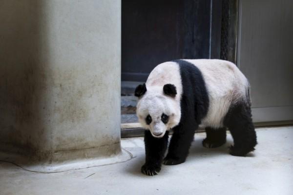 Oldest Giant Panda in Captivity: Jia Jia about to Break Guinness World