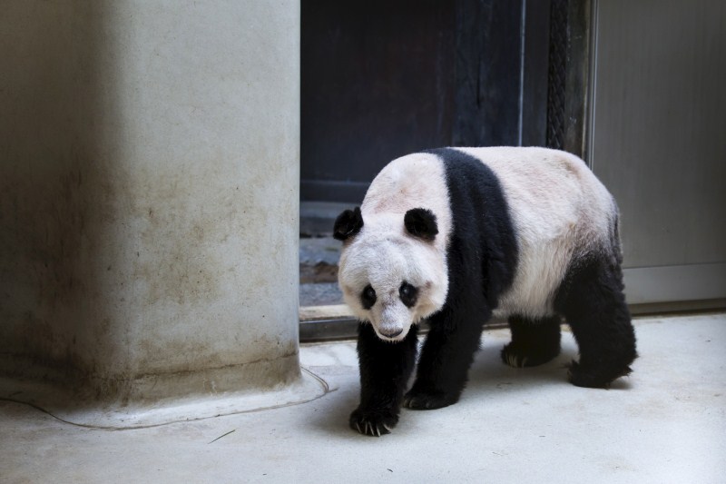 Jia Jia,Oldest Giant Panda,Guinness World Record,world record,panda,big panda,human centenarian,Oldest Panda