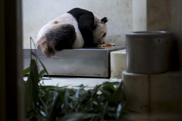 Oldest Giant Panda in Captivity: Jia Jia about to Break Guinness World