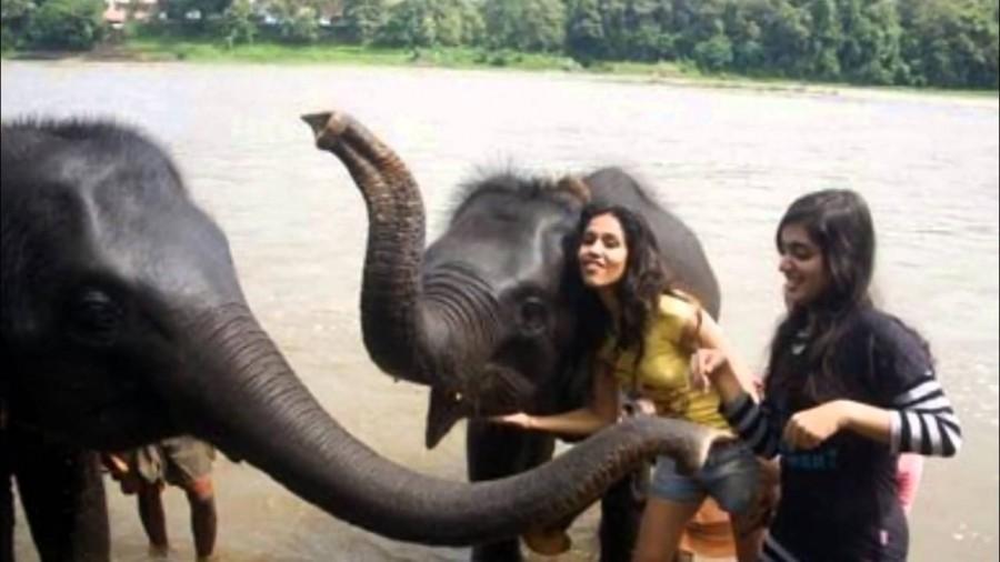Elephant Ride Lands South Indian Actress Nazriya Nazim in Trouble. Elephant Ride Lands Nazriya Nazim in Trouble,Nazriya Nazim in Trouble,Nazriya Nazim elephant ride,Nazriya Nazim elephant ride pics,Nazriya Nazim elephant ride images,Nazriya Nazim elephant ride photos,Nazriya Nazim elephant ride pictures