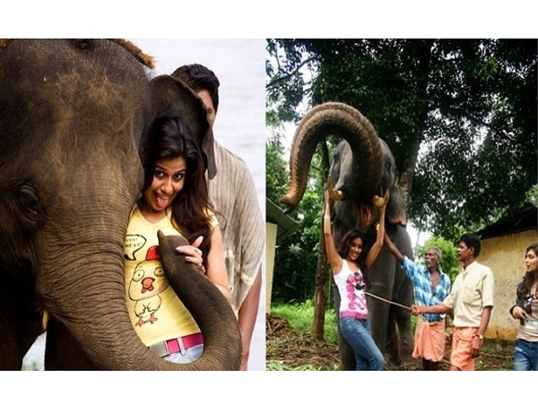 Elephant Ride Lands South Indian Actress Nazriya Nazim in Trouble. Elephant Ride Lands Nazriya Nazim in Trouble,Nazriya Nazim in Trouble,Nazriya Nazim elephant ride,Nazriya Nazim elephant ride pics,Nazriya Nazim elephant ride images,Nazriya Nazim elephant ride photos,Nazriya Nazim elephant ride pictures