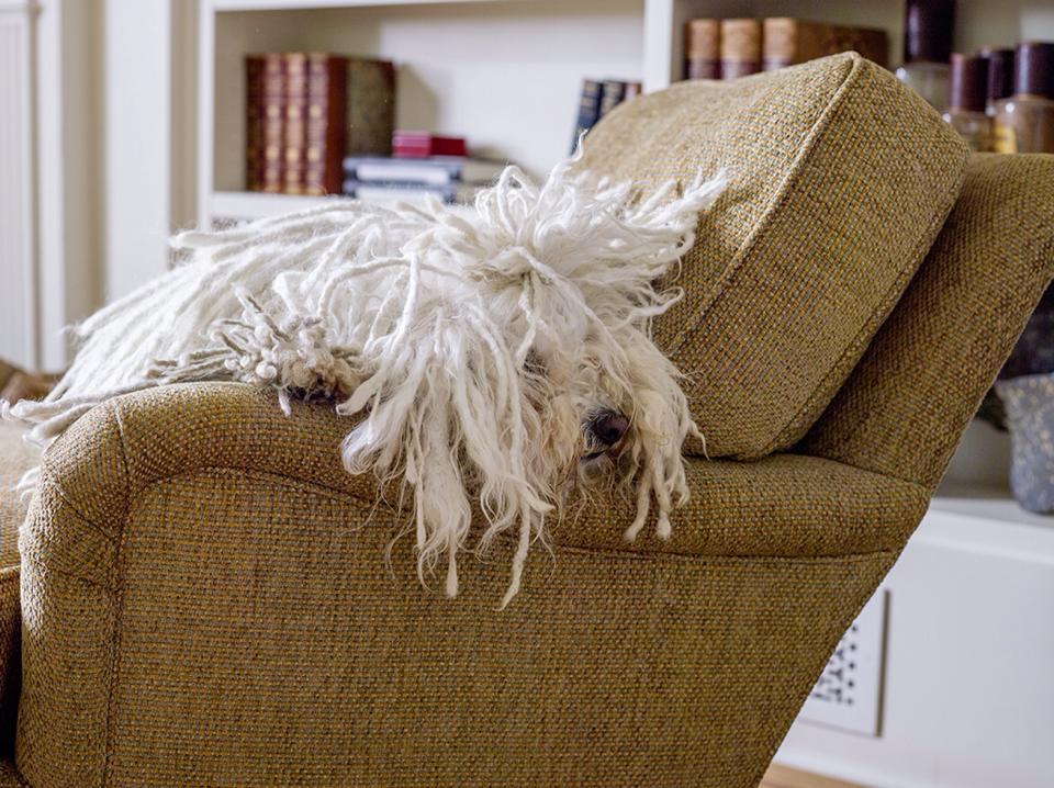 Check out the photos of Mark Zuckerberg's Dog Beast. Mark Zuckerberg,Mark Zuckerberg dog,mark's dog beast,beast,beast dog photos,cute dog photos