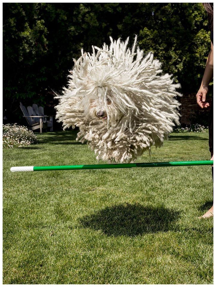 Check out the photos of Mark Zuckerberg's Dog Beast. Mark Zuckerberg,Mark Zuckerberg dog,mark's dog beast,beast,beast dog photos,cute dog photos