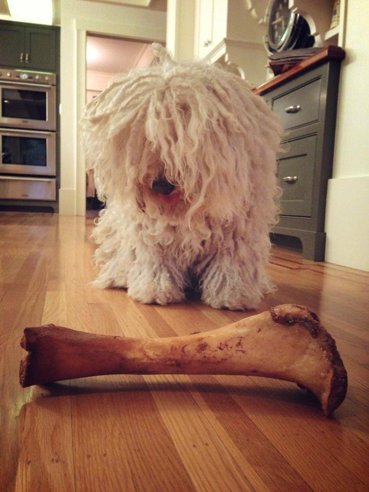 Check out the photos of Mark Zuckerberg's Dog Beast. Mark Zuckerberg,Mark Zuckerberg dog,mark's dog beast,beast,beast dog photos,cute dog photos