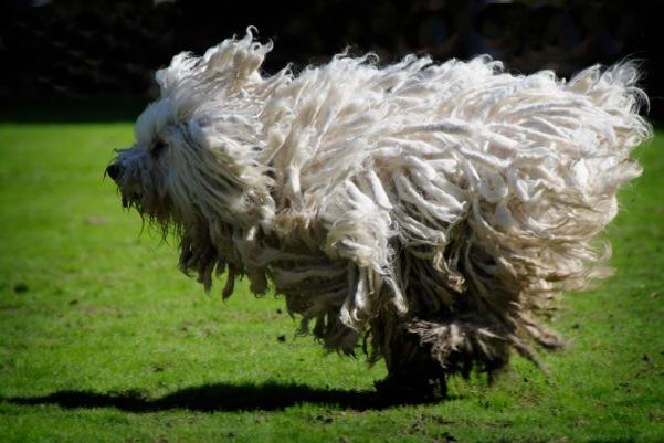 Check out the photos of Mark Zuckerberg's Dog Beast. Mark Zuckerberg,Mark Zuckerberg dog,mark's dog beast,beast,beast dog photos,cute dog photos