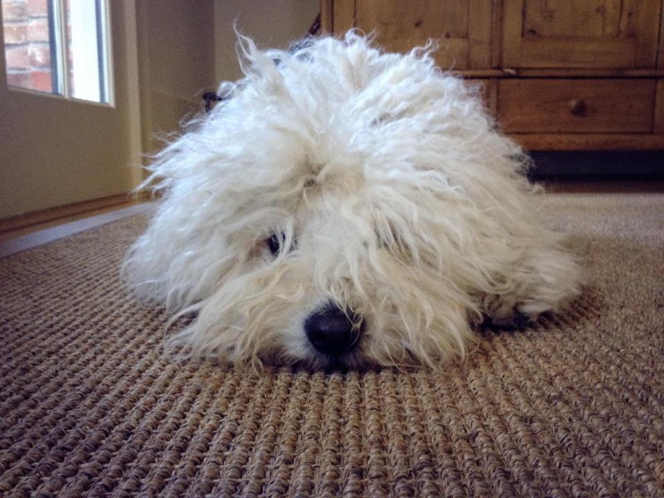 Check out the photos of Mark Zuckerberg's Dog Beast. Mark Zuckerberg,Mark Zuckerberg dog,mark's dog beast,beast,beast dog photos,cute dog photos
