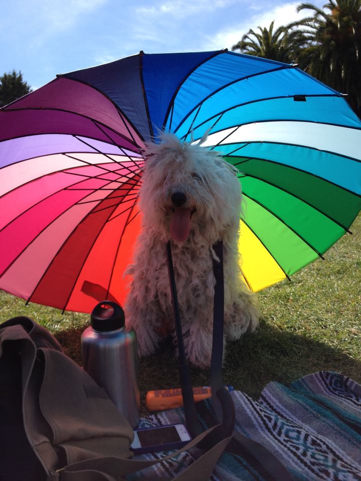 Check out the photos of Mark Zuckerberg's Dog Beast. Mark Zuckerberg,Mark Zuckerberg dog,mark's dog beast,beast,beast dog photos,cute dog photos