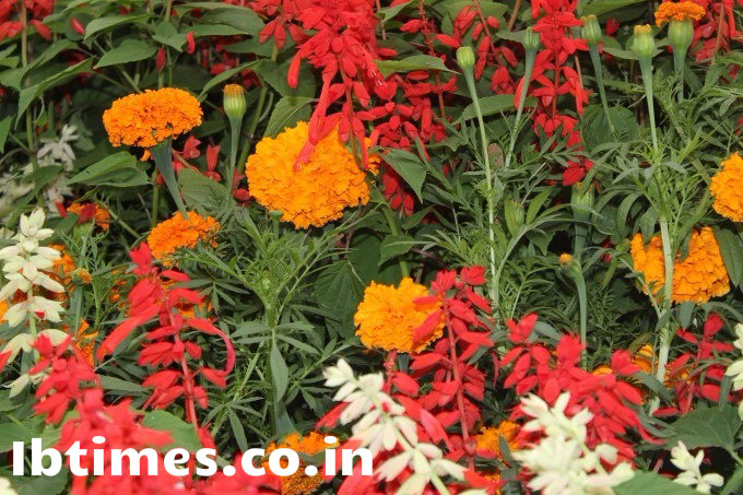 Photos of Independence Day Flower Show at Lalbagh Bangalore 2015 Independence Day,Flower Show at Lalbagh Bangalore 2015,Flower Show at Lalbagh,Flower Show,Lalbagh Flower Show,Lalbagh Flower Show 2015